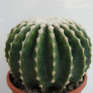 Echinocactus grusonii inermis